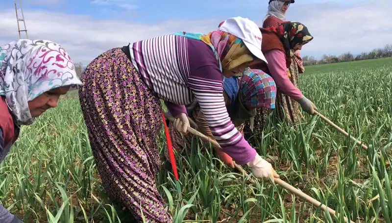 Beyaz Altının Yükselişi: Dünya Çapında Yeni Bir Çapalama Dönemi