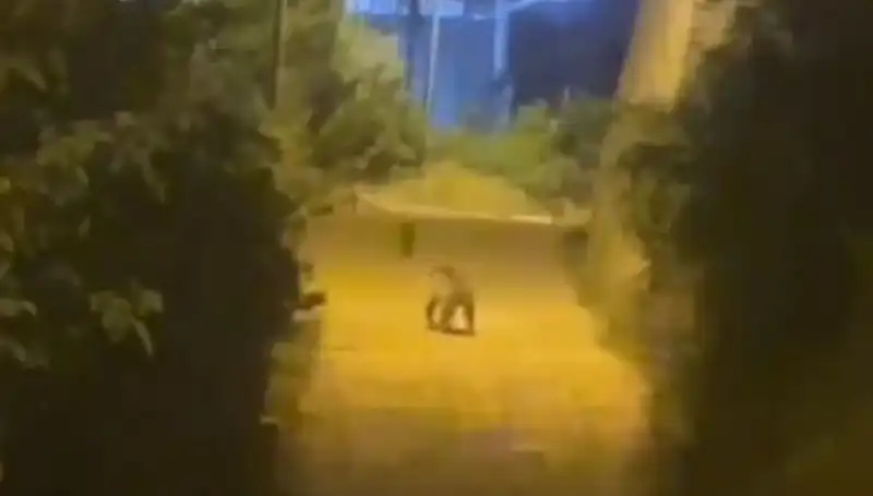 Gümüşhane'de Şehir Merkezine İnen Ayı Korku Dolu Anlar Yaşattı
