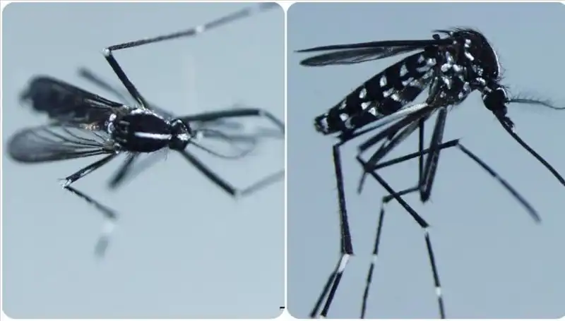 Chikungunya Virüsü: Belirtileri ve Görüldüğü Ülkelerdeki Durum