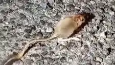 Tunceli'de Ender Görülen Arap Tavşanı Ortaya Çıktı!