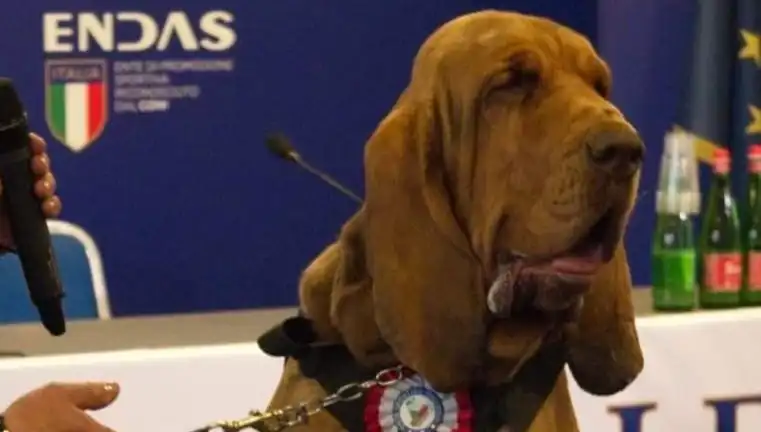 Arama Köpeği Suikastı: Çivili Sosisle Başına Gelenleri Şaşırtıyor