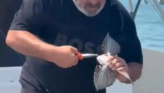 Saros'ta Nadir Bir Keşif: Kırlangıç Balığı Oltaya Takıldı