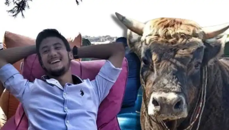 Aydın'da Güreş Boğası Neden Can Aldı? Olayın Ardındaki Gerçekler