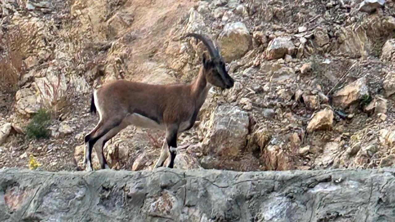 Yaban keçisini avlayan kişiye ağır ceza