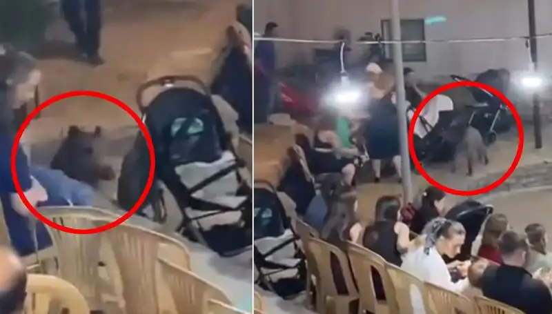 Düğün Davetlilerinin Aniden Kaçmasına Sebep Olan Yaban Domuzu Olayı