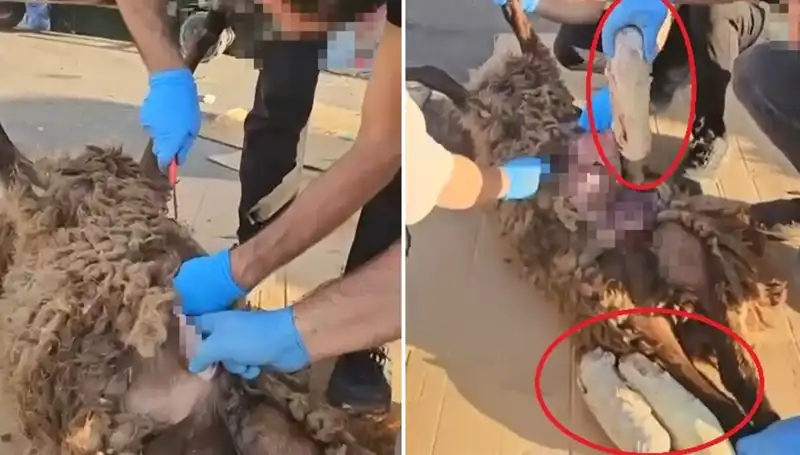 Ölü Koyunun Karnından Çıkanlar: Zehir Tacirlerinin Şok Edici Oyunu