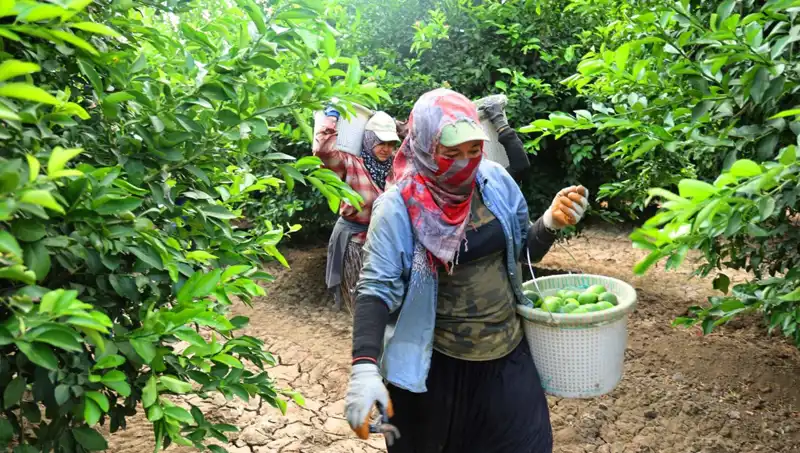 Markette Fiyatı 150 Lirayı Aşan Gıda Ürününde Yeni Umut: Hasat Dönemi Geldi!