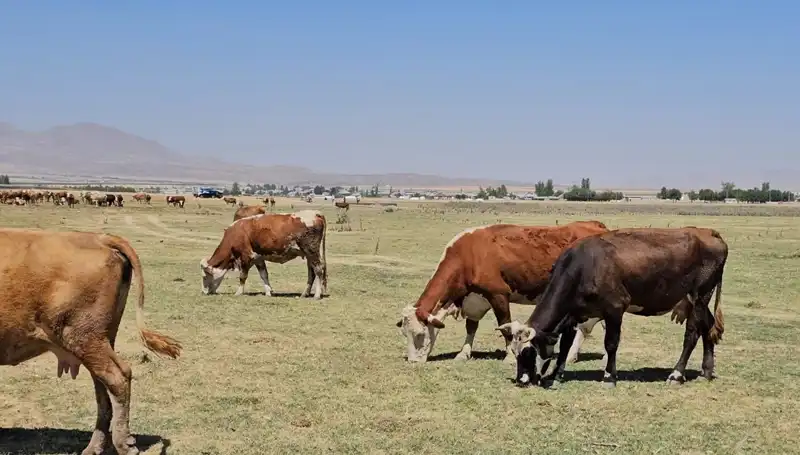 Arin Gölü'ndeki Kuruma Tehlikesi: Su Krizi Kapıda