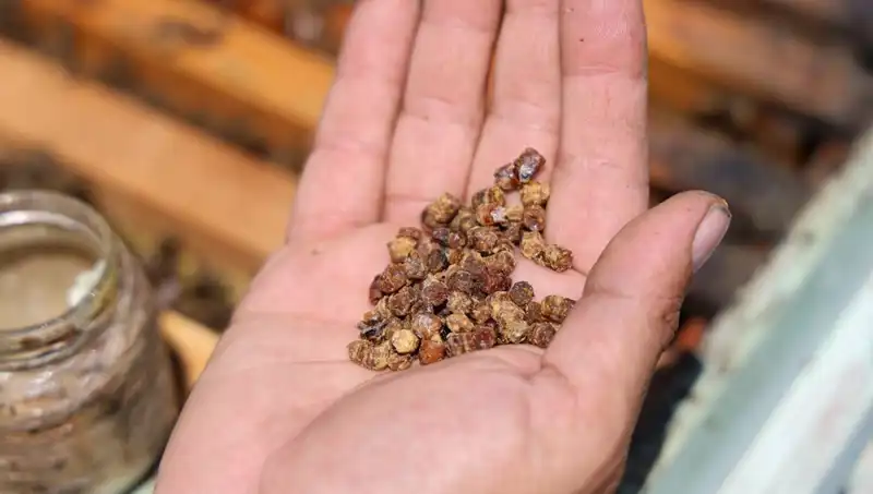 Eskiden İkram, Şimdi Pahalı Bir Protein: Efsanevi Besin 3000 TL Kilo Fiyatıyla