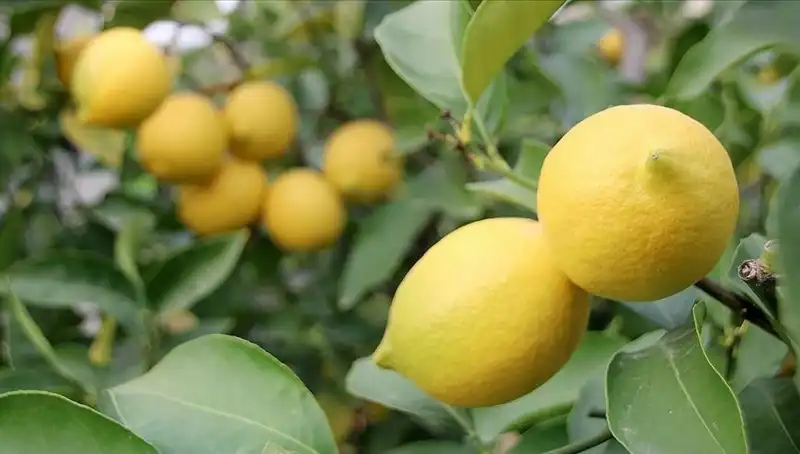Enflasyon Canavarı: Limonun Kilogramı 24 Lirayı Geçti!