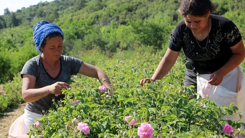 Zirai Donun Korkunç Etkisi: Gül Bahçeleri Yok Olma Eşiğinde