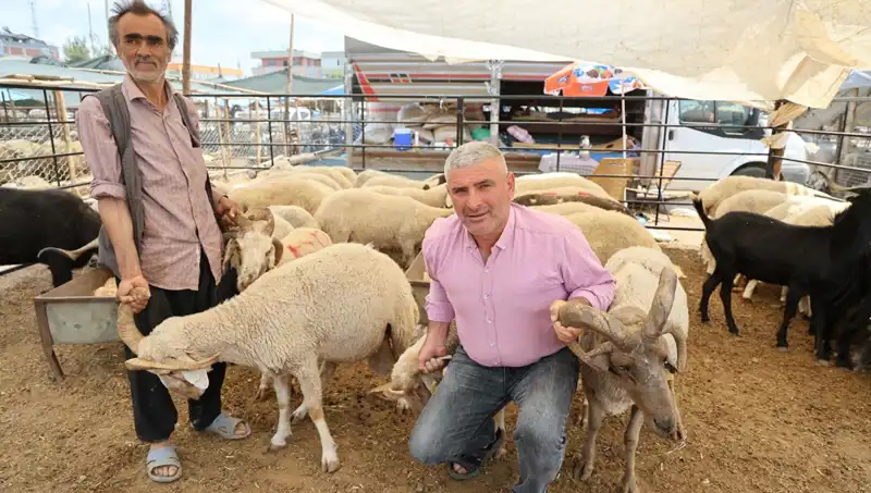 Kurban Bayramı'nda Dikkat Çeken: 4 Boynuzlu Koçlar Pazara Rüzgar Gibi Girdi