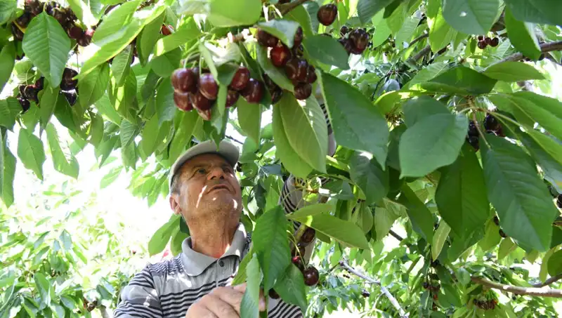 Lapseki Devrinin Dev Fırtınası: Bu Sebze Çay Bardağına Sığmıyor!