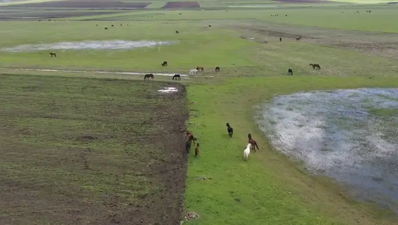Kars'ın Eşsiz Doğasında Yılkı Atları Göz Kamaştırıyor