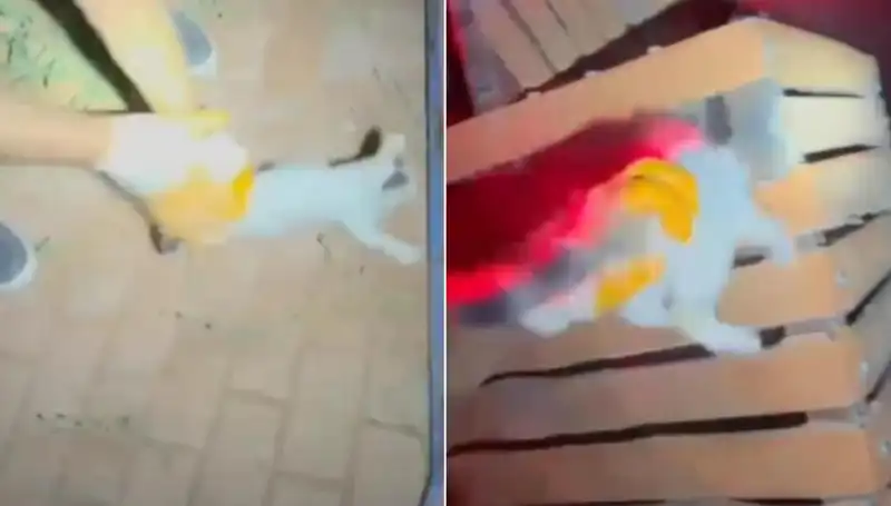 Gece Yarısı İtfaiye Ekibi Kediler İçin Tehlikeyi Gözardı Etmedi