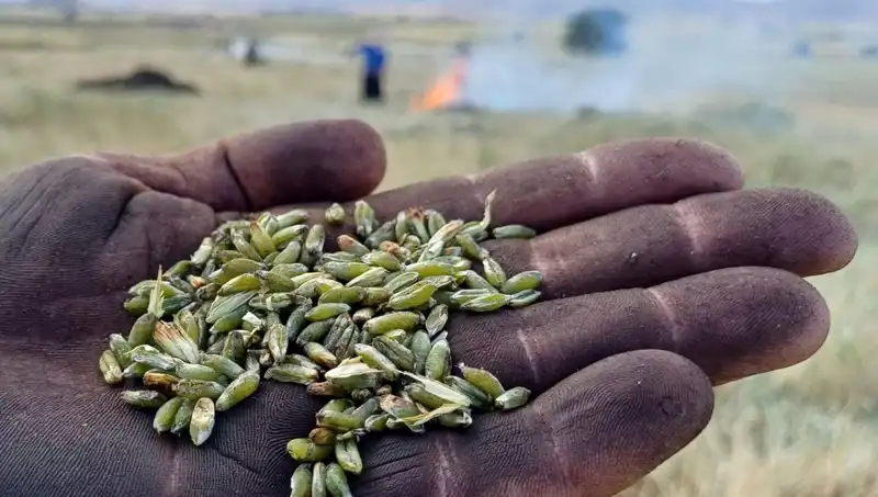 Firik Sezonu İle Gelen Eşsiz Lezzetler: Kışa Hazırlık Zamanı Geldi