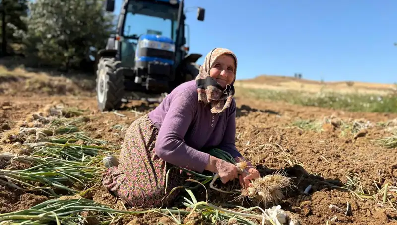 Selenyum Cenneti: Türkiye’nin En Pahalı Tarımsal Ürünü Tarlada Toplanıyor