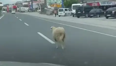 Yalova'da Kaçan Kurbanlıklar Trafiği Alt Üst Etti: O Anlar Kamera Kayıtlarında