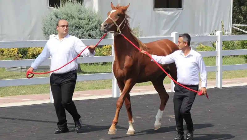 Taşkın Kral: Rekorları Alt Üst Eden Su Petekleri
