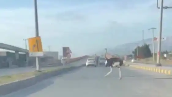 Trafikte Deve Kuşu Görülmesi Şehirde Şok Etkisi Yarattı