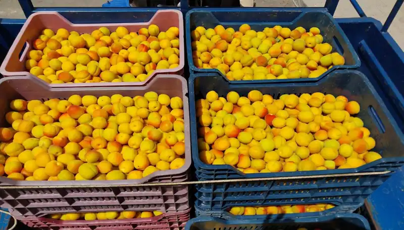 Türkiye’nin İlk Hasadı: Çiftçilerin Yüzü Güldü, 500 TL’den Alıcı Buldu