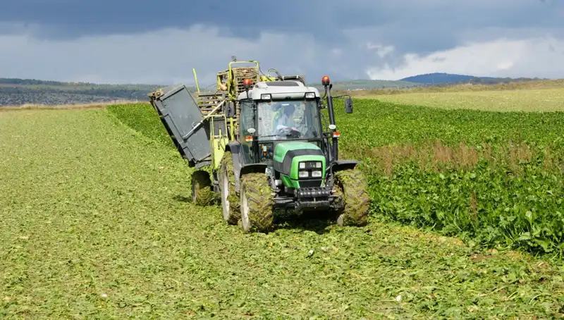 Kastamonu'da Pancar Hasadı: Tarımın Kalbinde Yoğun Mesai Başladı