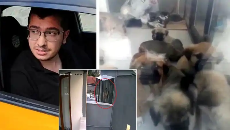 Küçük Canlara Ağıt: Veteriner Doktorun Şok Edici İtirafı ve 12 Yavru Köpeğin Ölümü
