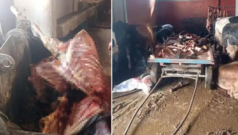 Adana'da Skandal: 2,5 Ton At Eti Ele Geçirildi, 4 At Kurtarıldı!